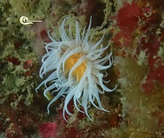 Actinothoe sphyrodeta