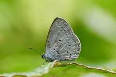 Celastrina lavendularis himilcon