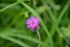 Cirsium tuberosum