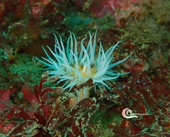 Actinothoe sphyrodeta