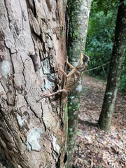 Acanthosaura crucigera