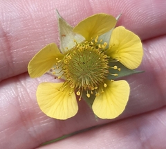 Geum aleppicum