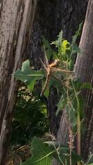 Orthetrum cancellatum