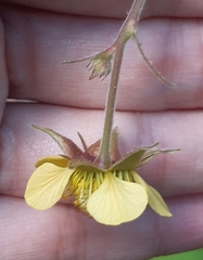 Geum aleppicum