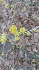 Cornus mas
