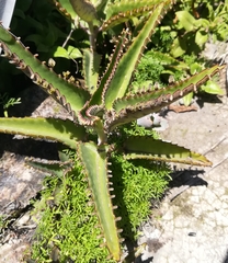 Kalanchoe daigremontiana
