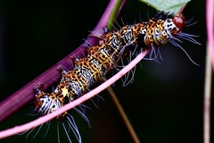Mimeusemia vilemani