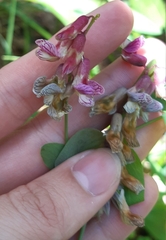 Lathyrus pisiformis