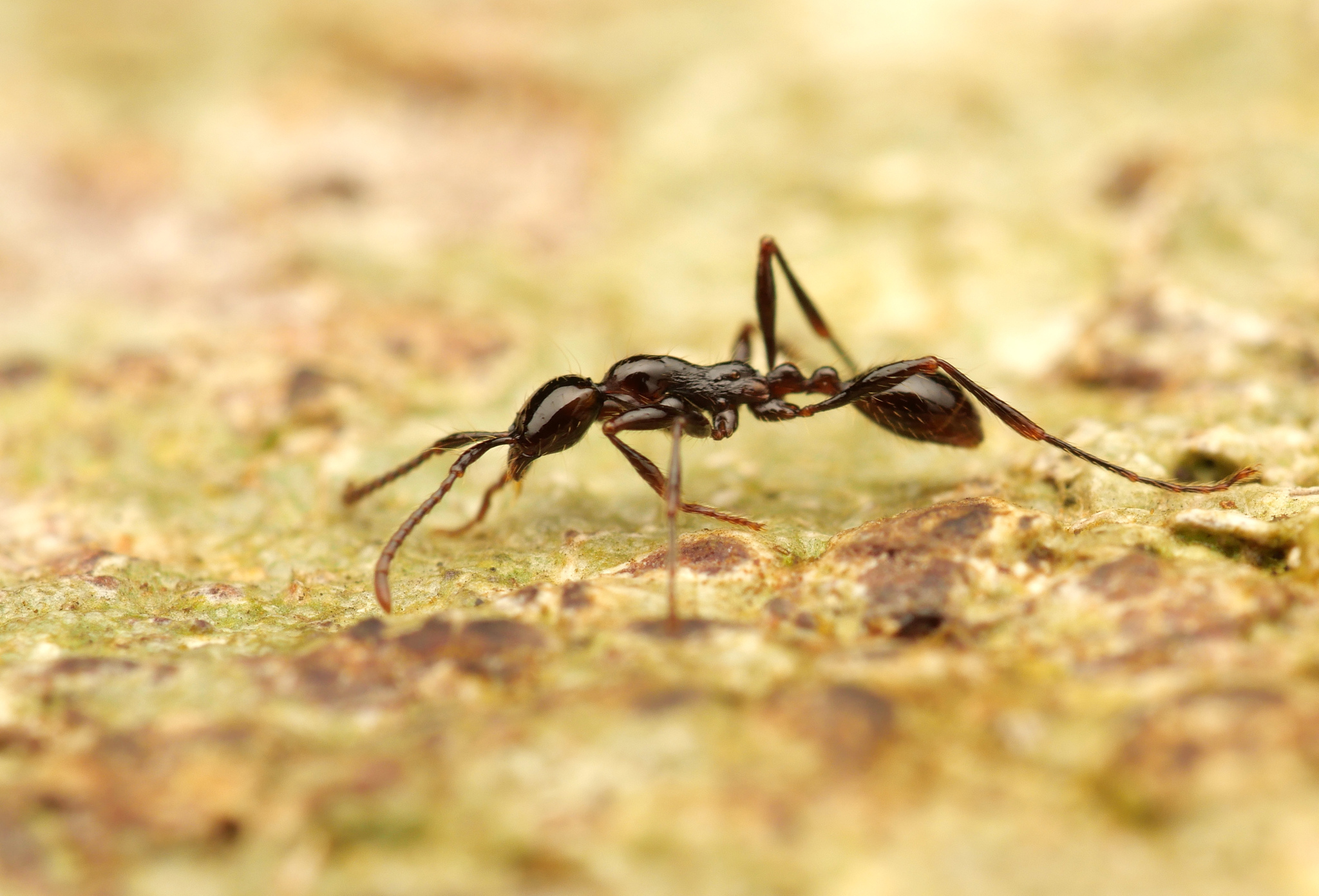 Aenictus currax