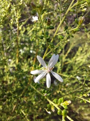 Olearia microphylla