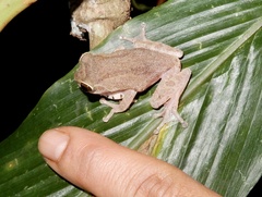 Raorchestes ponmudi