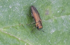 Agrilus cuprescens