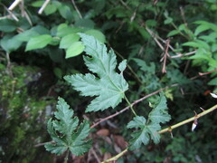 Rubus palmatus coptophyllus