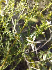 Olearia microphylla