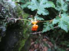 Rubus palmatus coptophyllus