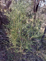 Olearia microphylla
