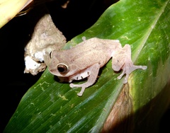 Raorchestes ponmudi