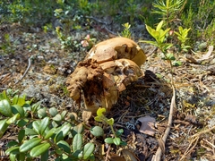 Leccinum vulpinum