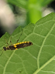 Trypherus frisoni