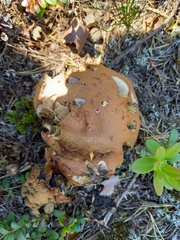 Leccinum vulpinum