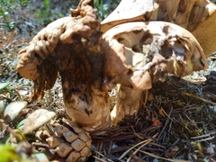 Leccinum vulpinum