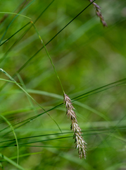 Melica transsilvanica