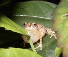 Raorchestes anili