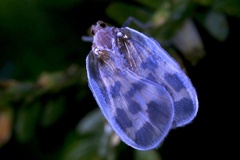 Borysthenes maculatus