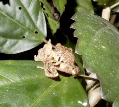 Raorchestes anili