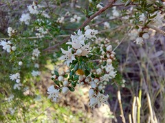 Cryptandra longistaminea