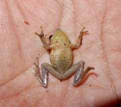 Raorchestes anili