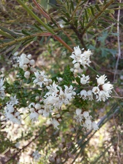 Cryptandra longistaminea