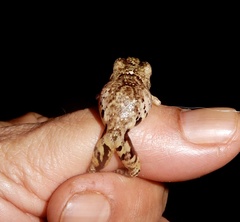 Raorchestes anili