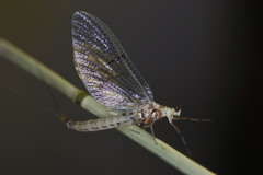 Ephemera lineata