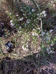 Cryptandra longistaminea