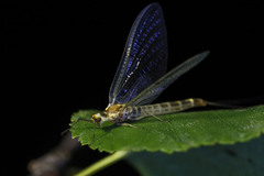 Ephemera lineata