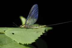 Ephemera lineata