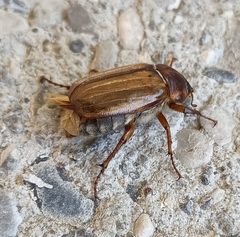 Amphimallon solstitiale