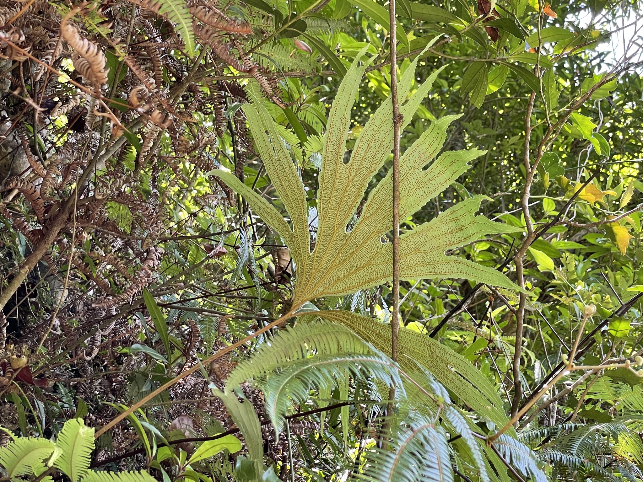 Dipteridaceae