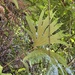 Dipteridaceae - Photo (c) W. Jasmine Chen, algunos derechos reservados (CC BY-NC), subido por W. Jasmine Chen
