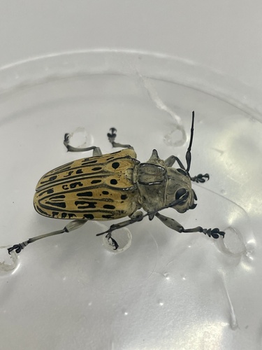 Platysternus