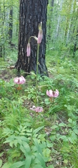 Lilium martagon pilosiusculum