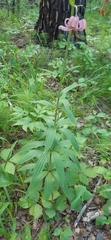 Lilium martagon pilosiusculum