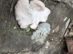 Pleurotus djamor