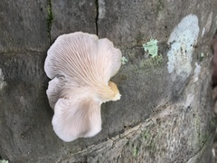 Pleurotus djamor