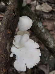 Pleurotus djamor