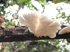 Pleurotus djamor