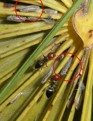 Ommatissus binotatus