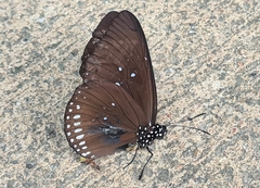 Euploea sylvester