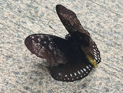 Euploea sylvester